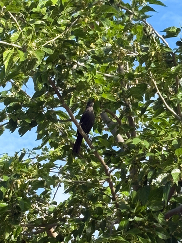 Avistamiento Turdus merula