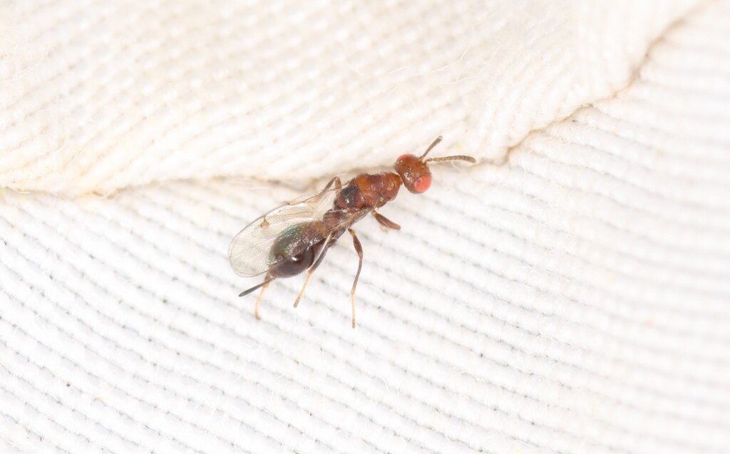Megastigmus bipunctatus