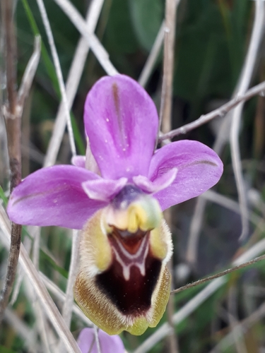 Ophrys tenthredinifera image