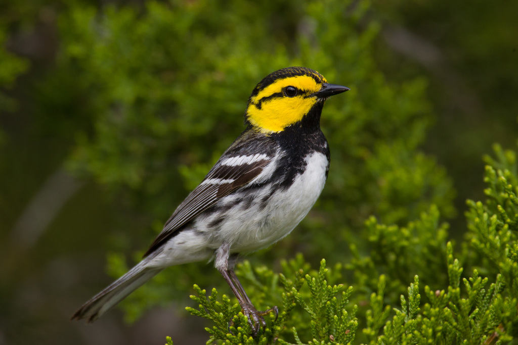 Golden-cheeked Warbler photo