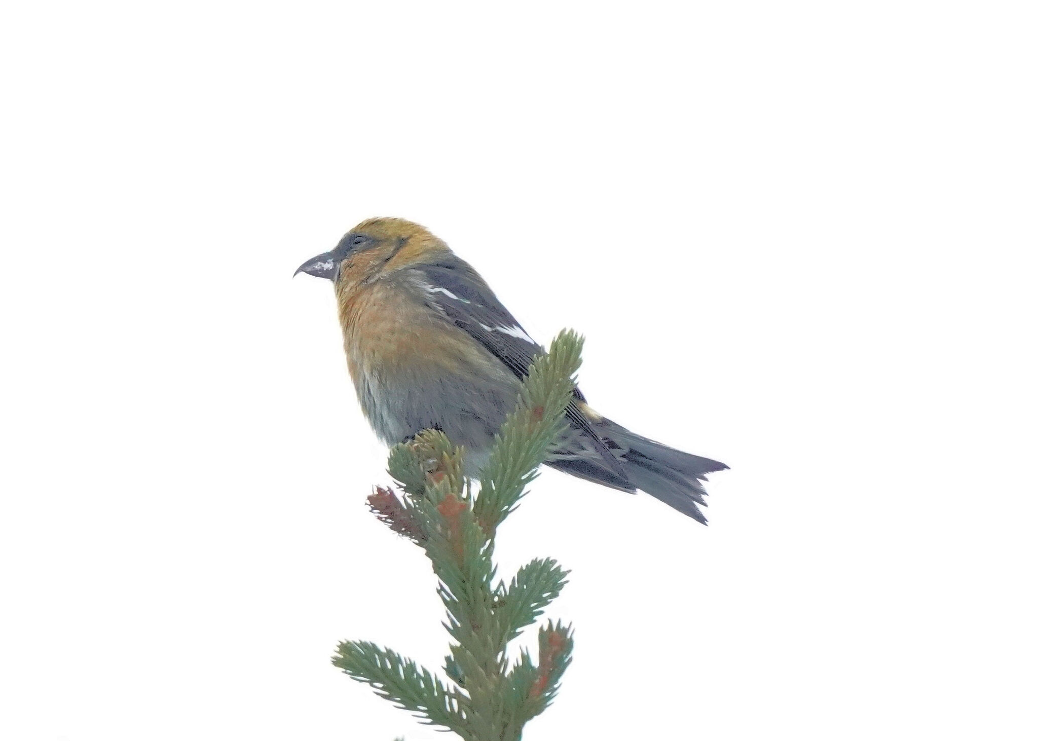 Two-barred Crossbill (Loxia leucoptera), photo 6