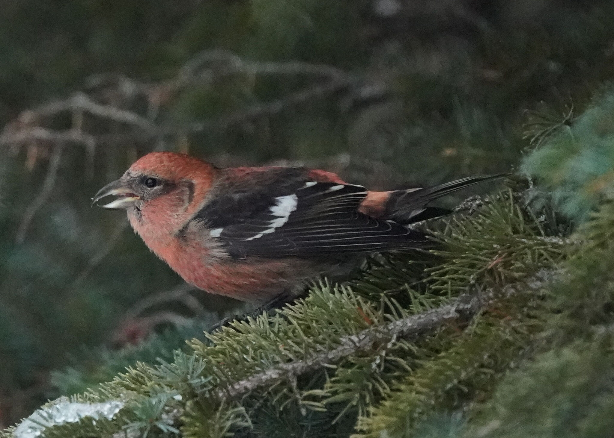 Two-barred Crossbill (Loxia leucoptera), photo 5
