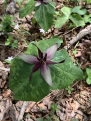 Trillium stamineum