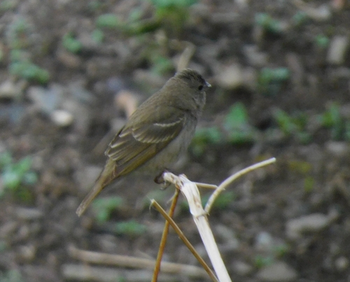Plain Mountain Finch (Leucosticte nemoricola), photo 7