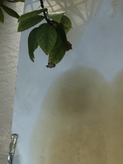 Gasteracantha cancriformis