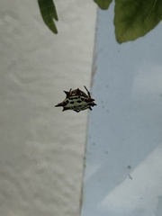 Gasteracantha cancriformis