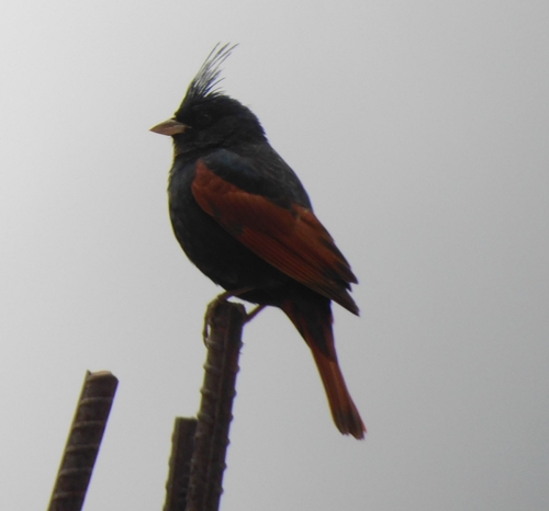 Crested Bunting (Emberiza lathami), photo 8