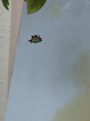 Gasteracantha cancriformis