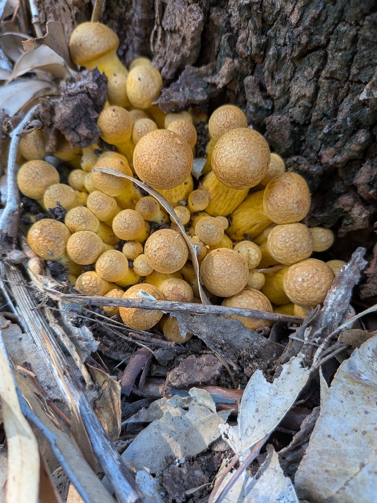 Gymnopilus junonius · May 2026 · photo: © taylordunc4n (iNaturalist, cc0)