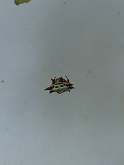 Gasteracantha cancriformis