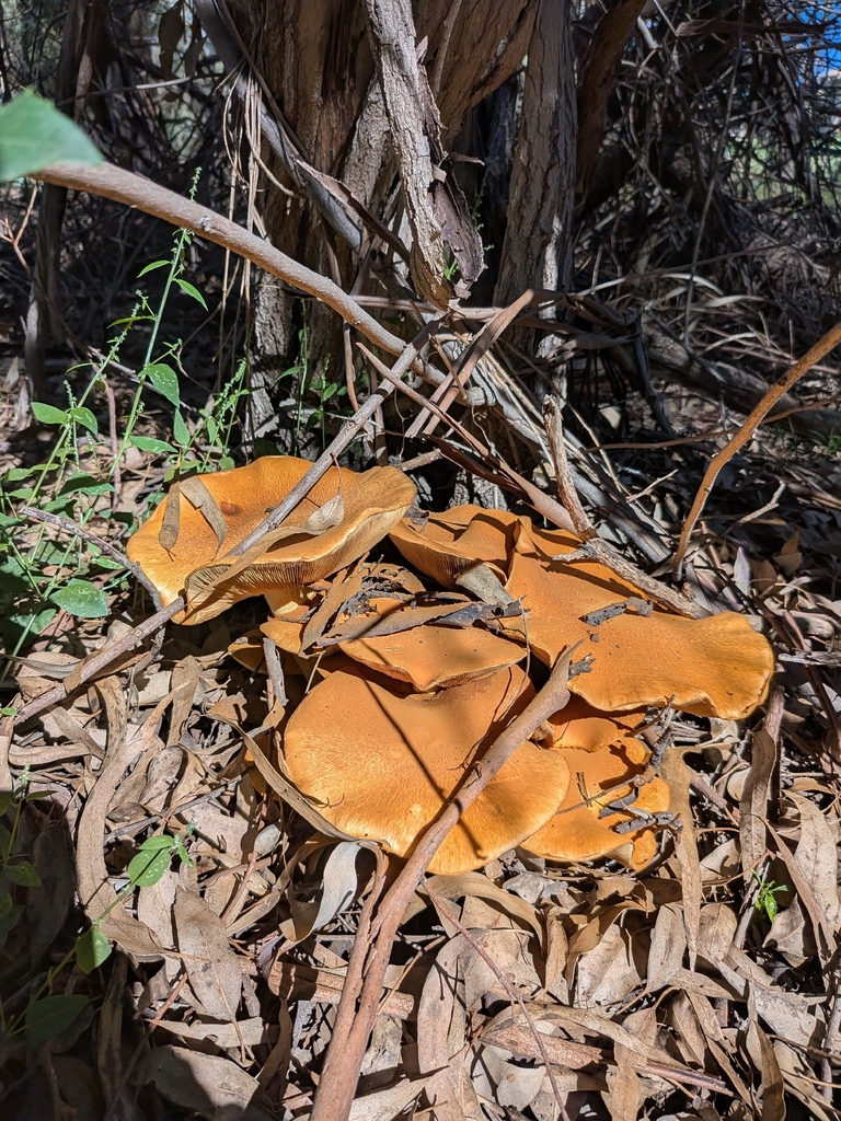 Gymnopilus junonius · May 2026 · photo: © taylordunc4n (iNaturalist, cc0)