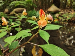 Impatiens pulchra