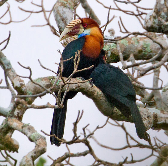 Sumba Hornbill (Rhyticeros everetti) photo