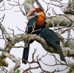 Sumba Hornbill photo 1