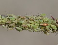 Hyperomyzus lactucae