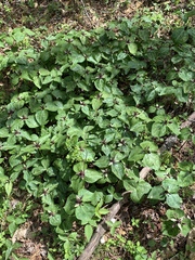 Trillium stamineum