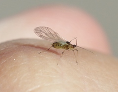 Hyperomyzus lactucae