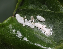 Phenacoccus peruvianus