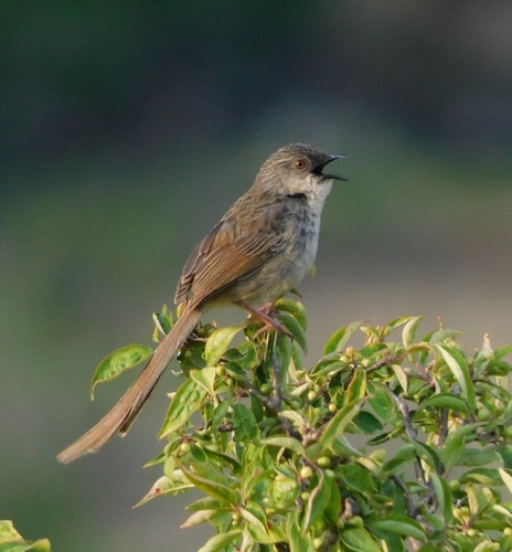 Himalayan Prinia (Prinia crinigera), photo 8