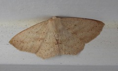 Sabulodes