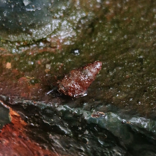 Merdigera obscura