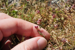 Trifolium depauperatum, photograph (c) Murray McGoogan, some rights reserved (CC BY)
