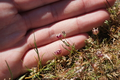 Trifolium depauperatum, photograph (c) Murray McGoogan, some rights reserved (CC BY)