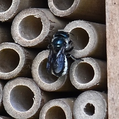 Osmia chalybea