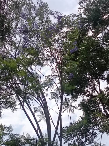 blue jacaranda