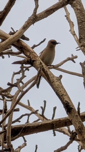 Desert Finch