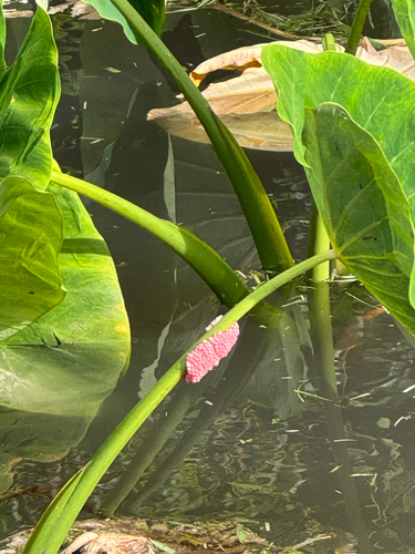 Pomacea canaliculata