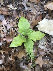 Quercus sinuata breviloba