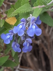 Salvia cuspidata