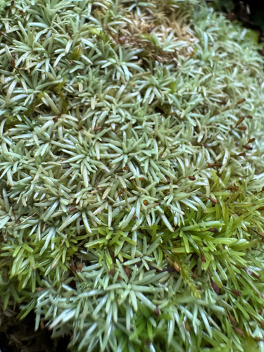 Octoblepharum albidum observed 2026-04-30