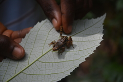 Phrynobatrachus fraterculus