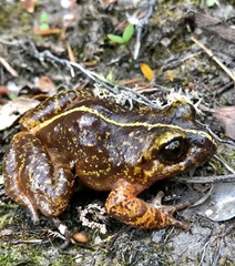 Eupsophus emiliopugini