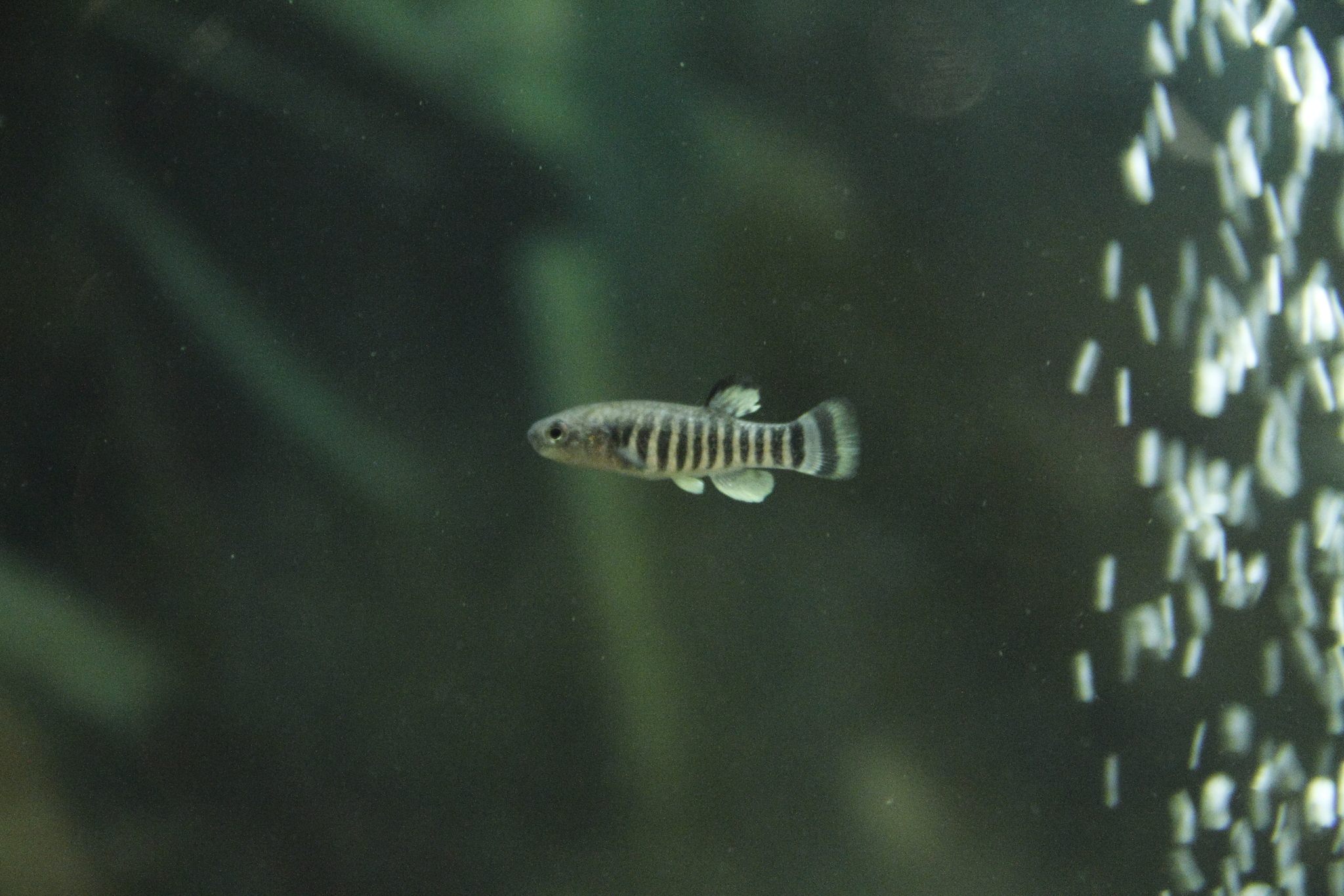 Aphaniops sirhani