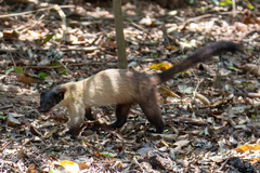 Yellow-Throated Marten photo 2