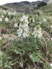 Lupinus malacophyllus