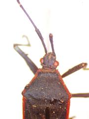 Staluptus marginalis