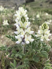 Lupinus malacophyllus