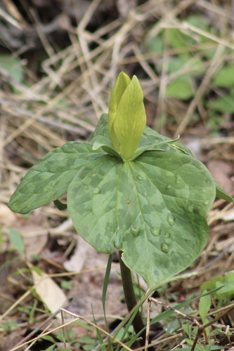 Trillium luteum