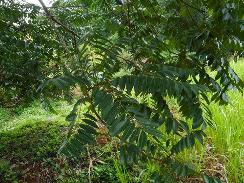 Toona sinensis