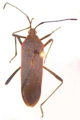 Staluptus marginalis