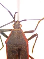 Staluptus marginalis