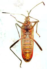 Staluptus marginalis