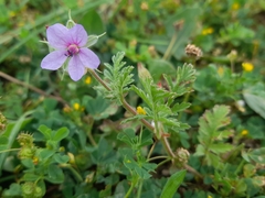 Erodium ciconium, photograph (c) Flavien Saboureau, some rights reserved (CC BY)