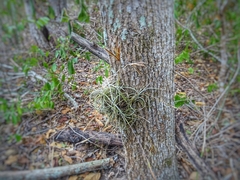 Tillandsia recurvata