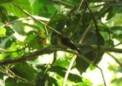Myiobius sulphureipygius
