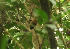 Schiffornis veraepacis